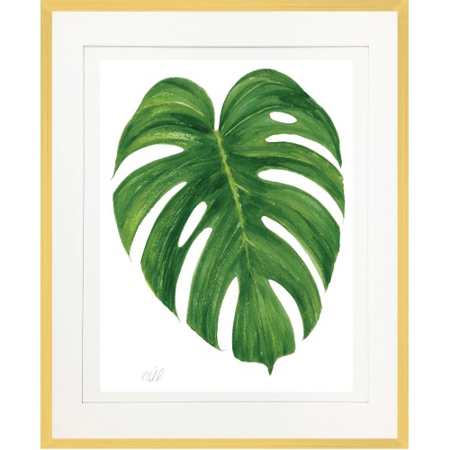 KS- MONSTERA 2